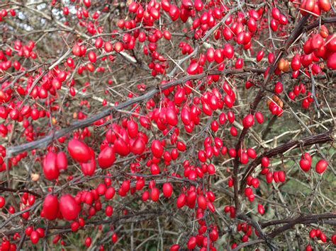 fruit burberry|what is berberis vulgaris.